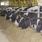 Dairy Efficiency Emerges as Key Pathway to Net-Zero Milk Production