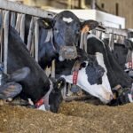 5 ways to increase milk protein production using your ration – DairyDimension