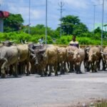 Over 50 lakh dairy farmers receiving Kisan Credit Card benefits: Minister – DairyDimension
