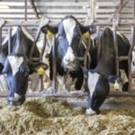 Tamil Nadu plans 22,500 milch cows to boost Aavin milk procurement – DairyDimension