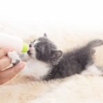 Revival Animal Health Recalls Feline Milk Replacers Over Nutrient Deficiencies