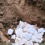 500 kg adulterated paneer destroyed in Mathura as UP intensifies dairy crackdown