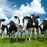 Merck Animal Health Expands SenseHub Monitoring for Dairy Calves