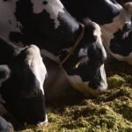 Punjab Dairy Farmers Oppose Bovine Breeding Rules