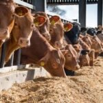 Evonik Launches Lypron to Improve Ruminant Feed Efficiency