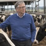 Bill Gates-Backed Rumin8 Develops Technology to Cut Cattle Methane