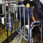 European Liquid Dairy Prices Hold Higher Levels in September