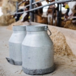 Climate Risks Threaten India’s Milk Supply as Demand Continues to Rise