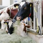 Hungary Raw Milk Prices Rise as Dairy Market Shows Early Recovery