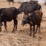Rajasthan Drought Crisis: Crop Losses Threaten Fodder Supply and Dairy Farmers