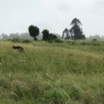 Queensland Dairy Farmer Turns Four Campsites Into Drought Lifeline