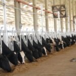 Gujarat Breeding Centre Targets 25,000 Embryos Annually to Boost Dairy Productivity