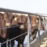 Soybeans Offer Alternative Protein Source for Growing Cattle Diets