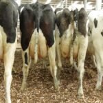 Australian Dairy Industry Warns of Risks from EU Trade Agreement