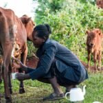 Reliable Milk Markets Create New Opportunities for Women Dairy Farmers in Senegal