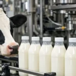 Global Milk Production Forecast to Grow 2.2% in 2026 Despite Drought Risks
