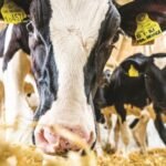 SRUC Launches Open-Source Digital Twin Platform for Dairy Farms