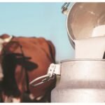 Bhiwandi Milk Prices Near ₹100 as Fodder Costs Surge