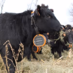 Nine New Zealand Farms Begin Virtual Fencing Trials