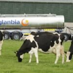 Irish Dairy Farmers Face Income Volatility Amid Processor Pricing Disputes