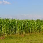 Philippine Corn Imports Rise as Animal Feed Demand Grows