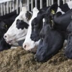 Novonesis Launches Bovacillus Probiotic to Improve Dairy Cow Productivity and Feed Efficiency