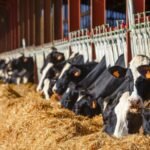 Kenyan Dairy Farmers Seek Feed Tax Relief Amid Milk Supply Decline